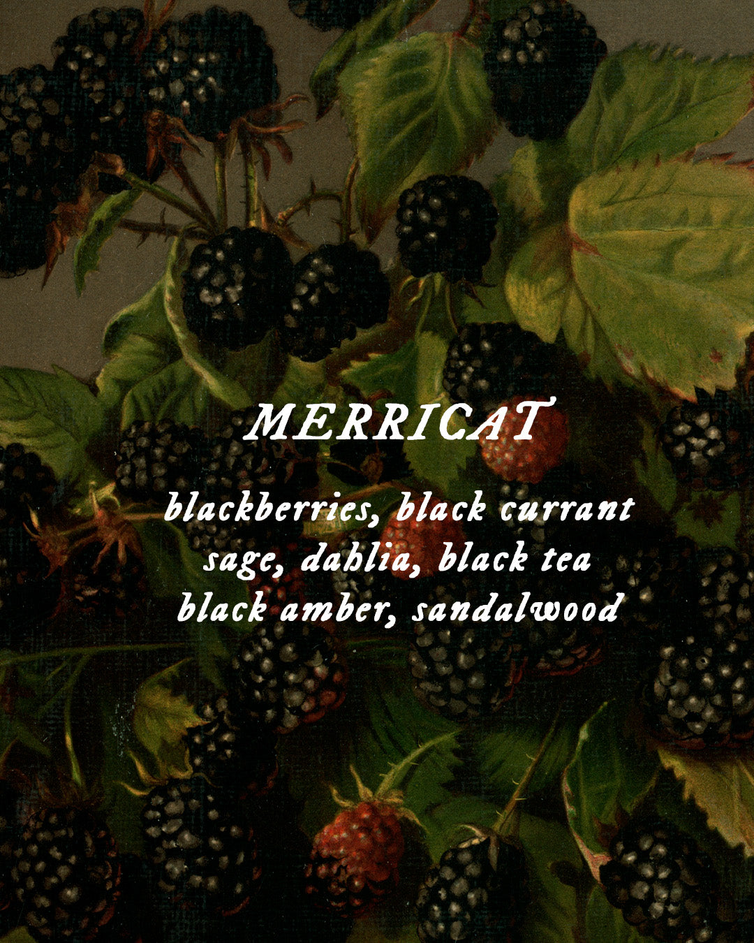 Merricat - Perfume Oil