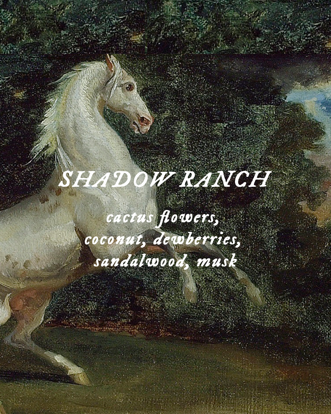 Shadow Ranch - Perfume Oil