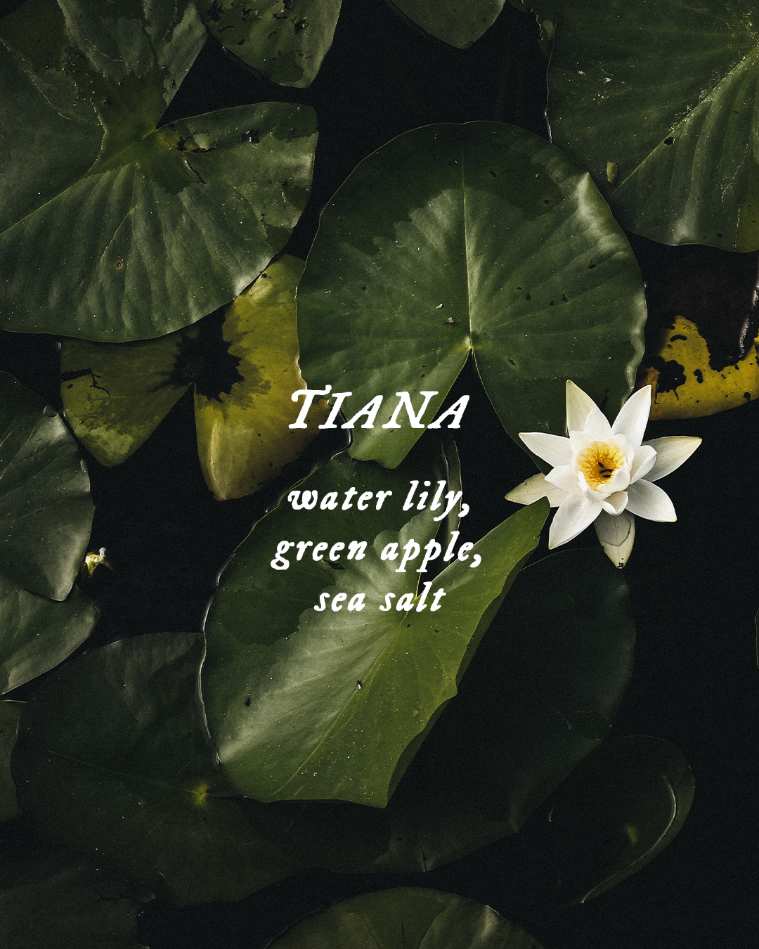 Tiana - Perfume Oil